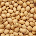 Is nattokinase an anti inflammatory?